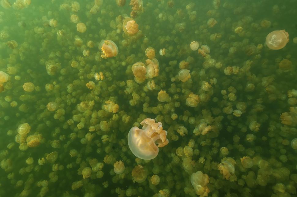 Lacul unic în lume unde înoți printre meduze aurii care nu înțeapă. Mulți l-au avut pe ecran ani la rând, dar nici nu-i știu numele 1068621