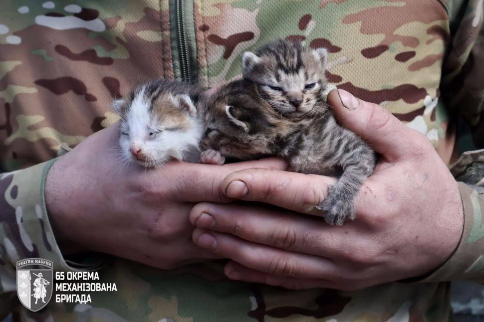 Imagini înduioșătoare de pe frontul din Ucraina. Pisoi și căței, salvați de soldați din zonele bombardate 1069332
