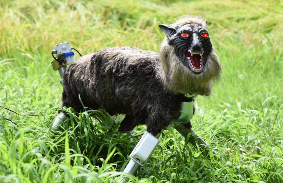 Japonezii cumpără masiv lupi roboți pentru că vor să sperie urșii cu ei. „Monster Wolf” are blană, ochi roșii și urlă 1068674