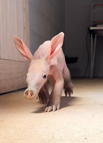 Frenezie la un zoo din Marea Britanie, unde s-a născut un pui rar de porc furnicar. Angajații îl hrănesc cu biberonul 1070530