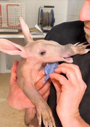 Frenezie la un zoo din Marea Britanie, unde s-a născut un pui rar de porc furnicar. Angajații îl hrănesc cu biberonul 1070531
