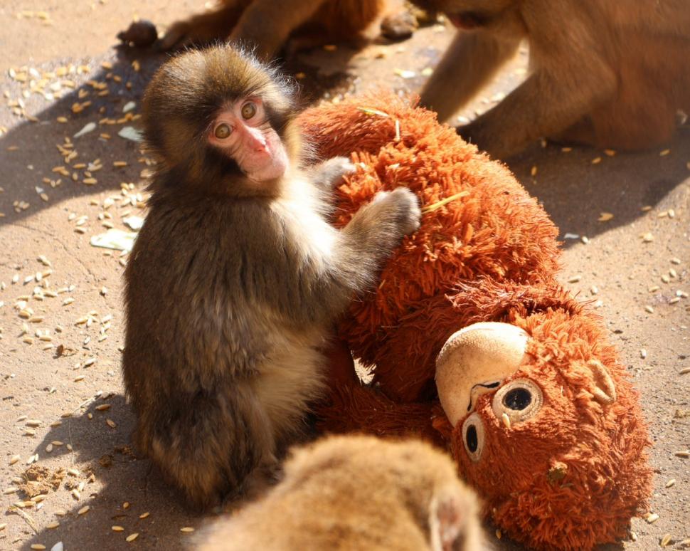 Isteria provocată de Punch, puiul de maimuță cu plușul în formă de urangutan, a mers prea departe, iar japonezii au anunțat restricții 1070400