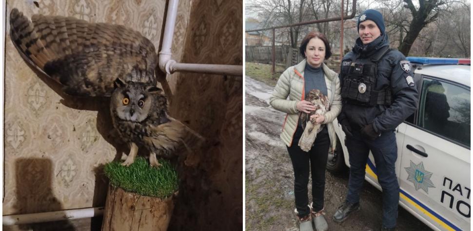 Orb și mutilat, bufniţa Sunny este și el încă o victimă a războiului Rusiei 1070514