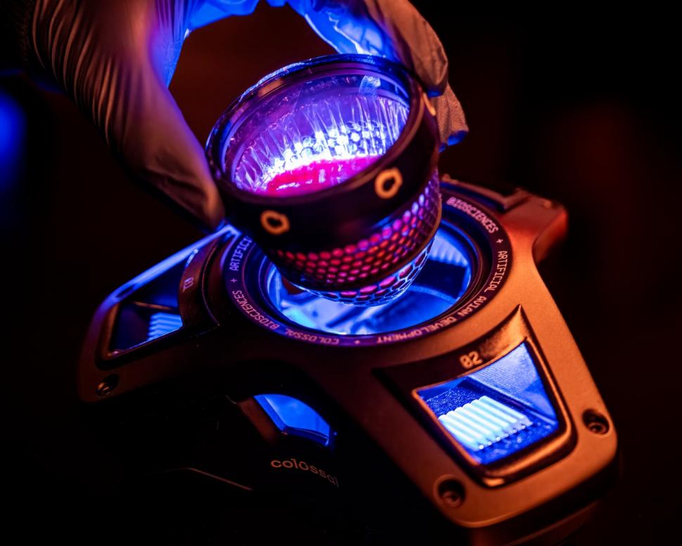 O companie americană vrea să reînvie păsările moa, specie dispărută de șase secole: 26 de pui au eclozat din ouă "artificiale" 1070932