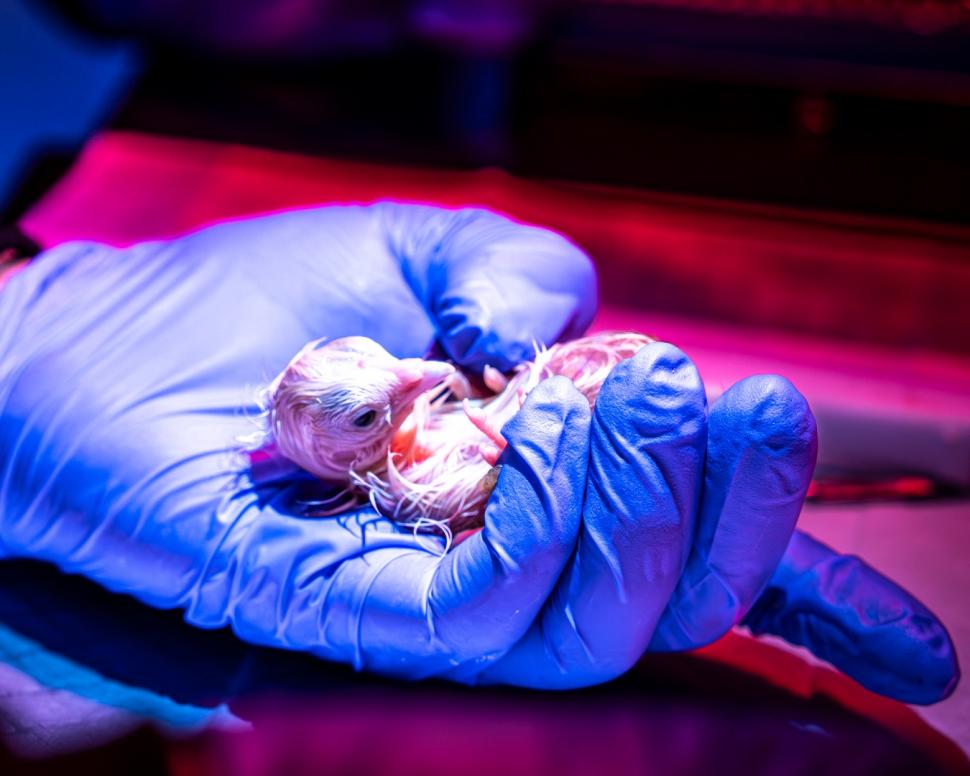 O companie americană vrea să reînvie păsările moa, specie dispărută de șase secole: 26 de pui au eclozat din ouă "artificiale" 1070933