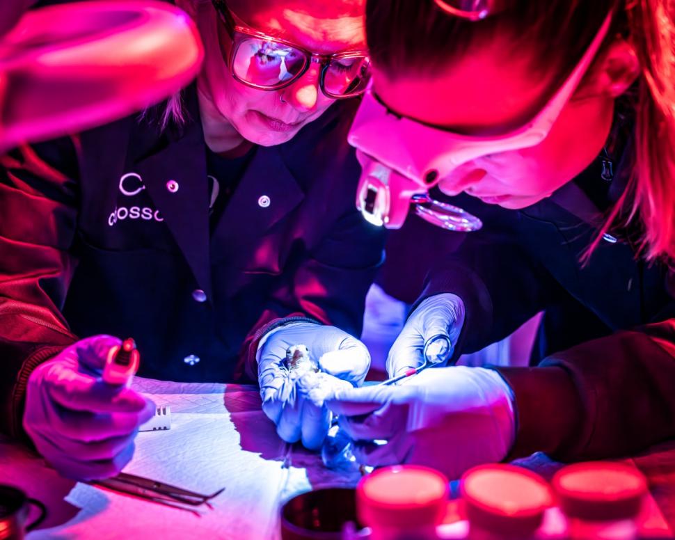 O companie americană vrea să reînvie păsările moa, specie dispărută de șase secole: 26 de pui au eclozat din ouă "artificiale" 1070938