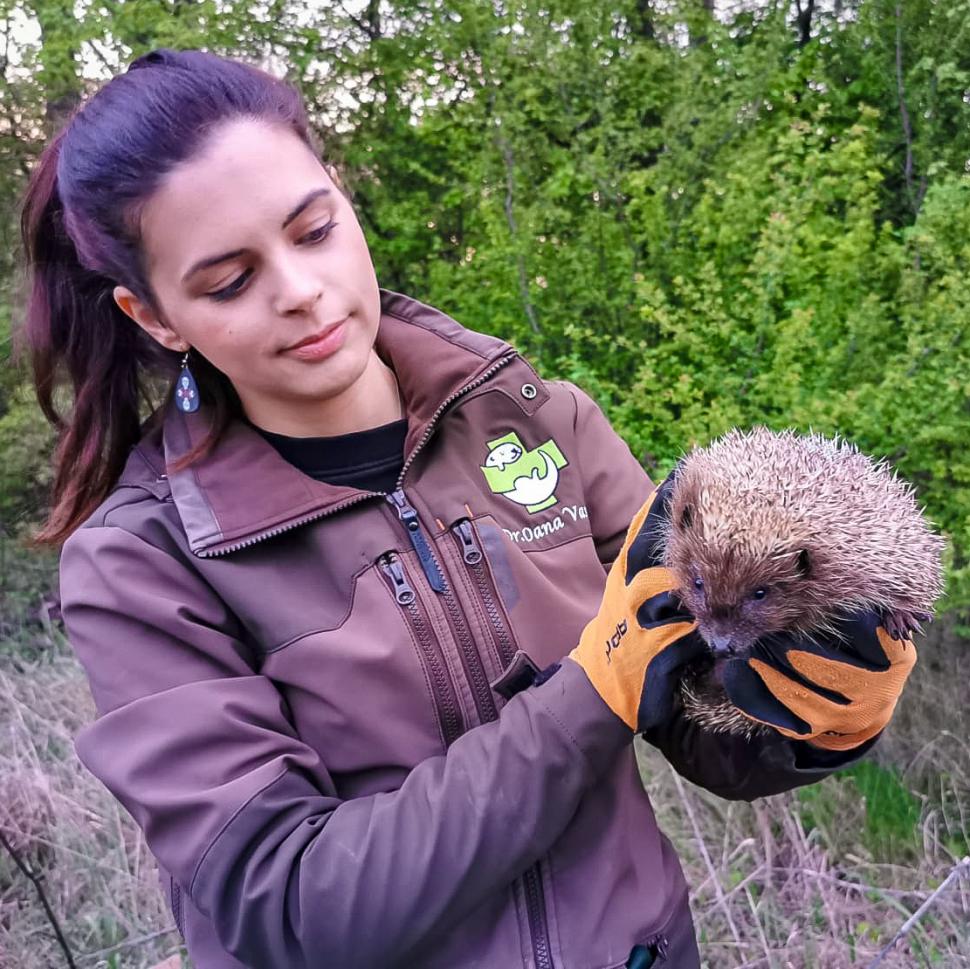 De ce trebuie să redăm Bucureștiul aricilor. O comunitate întreagă încearcă să-i salveze, înainte să fie prea târziu 1070758