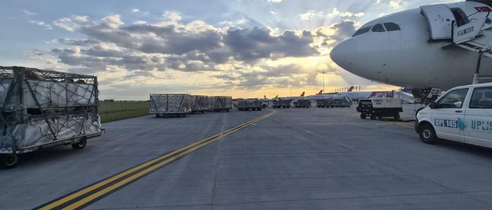 Premieră pentru România: Peste 4.000 de oi au fost trimise în Algeria cu avionul 1071263