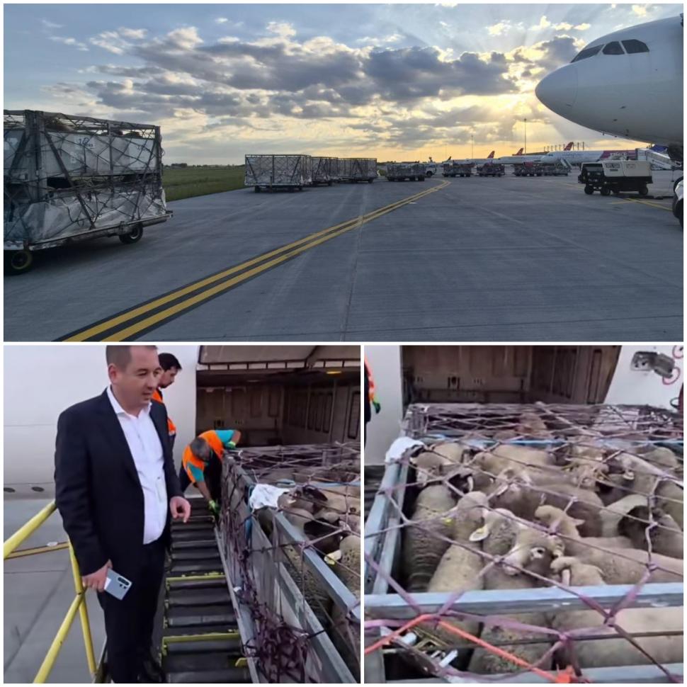 Premieră pentru România: Peste 4.000 de oi au fost trimise în Algeria cu avionul 1071271