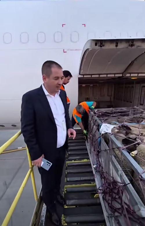 Premieră pentru România: Peste 4.000 de oi au fost trimise în Algeria cu avionul 1071274