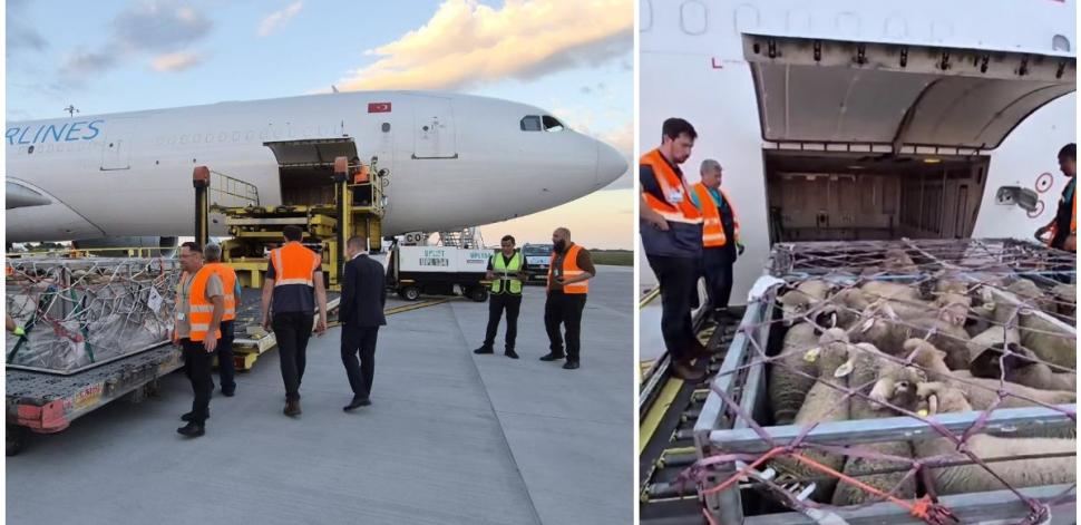 Premieră pentru România: Peste 4.000 de oi au fost trimise în Algeria cu avionul 1071278