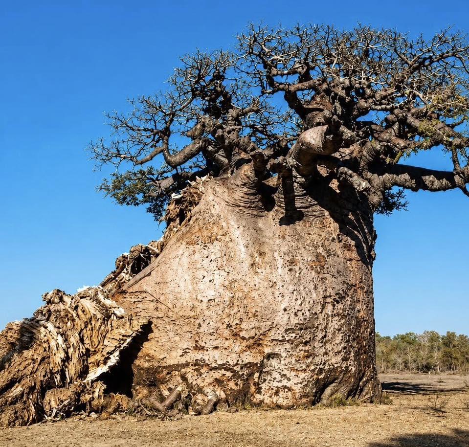 Cel mai mare baobab din Madagascar este pe moarte. Cum arată copacul sacru Tsitakakantsa, la vârsta de 1.200 de ani 1071787