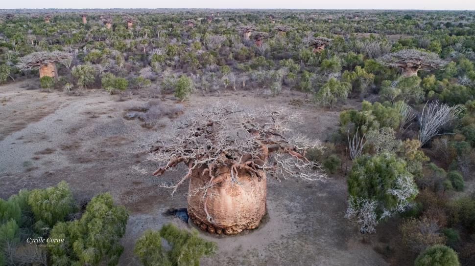 Cel mai mare baobab din Madagascar este pe moarte. Cum arată copacul sacru Tsitakakantsa, la vârsta de 1.200 de ani 1071789
