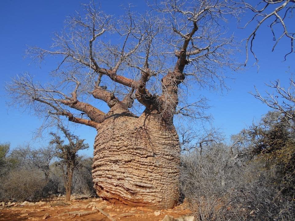 Cel mai mare baobab din Madagascar este pe moarte. Cum arată copacul sacru Tsitakakantsa, la vârsta de 1.200 de ani 1071790