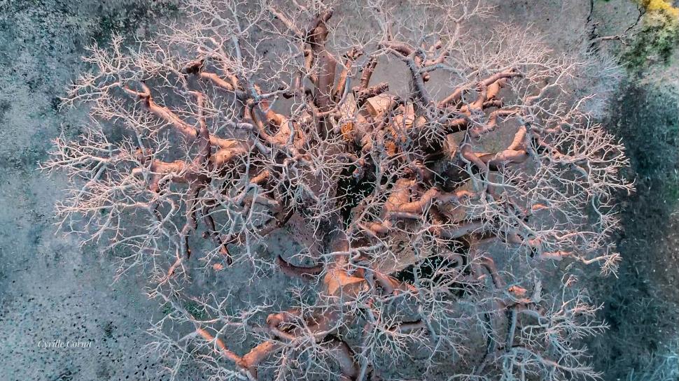 Cel mai mare baobab din Madagascar este pe moarte. Cum arată copacul sacru Tsitakakantsa, la vârsta de 1.200 de ani 1071791