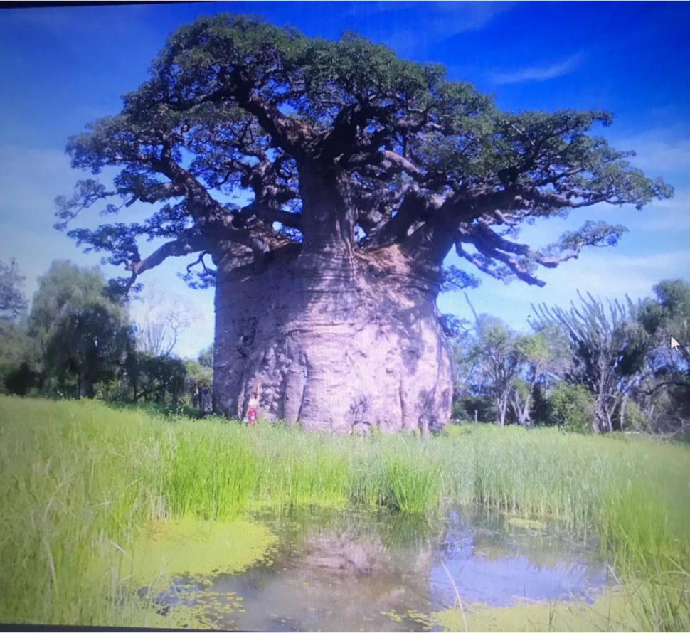 Cel mai mare baobab din Madagascar este pe moarte. Cum arată copacul sacru Tsitakakantsa, la vârsta de 1.200 de ani 1071792