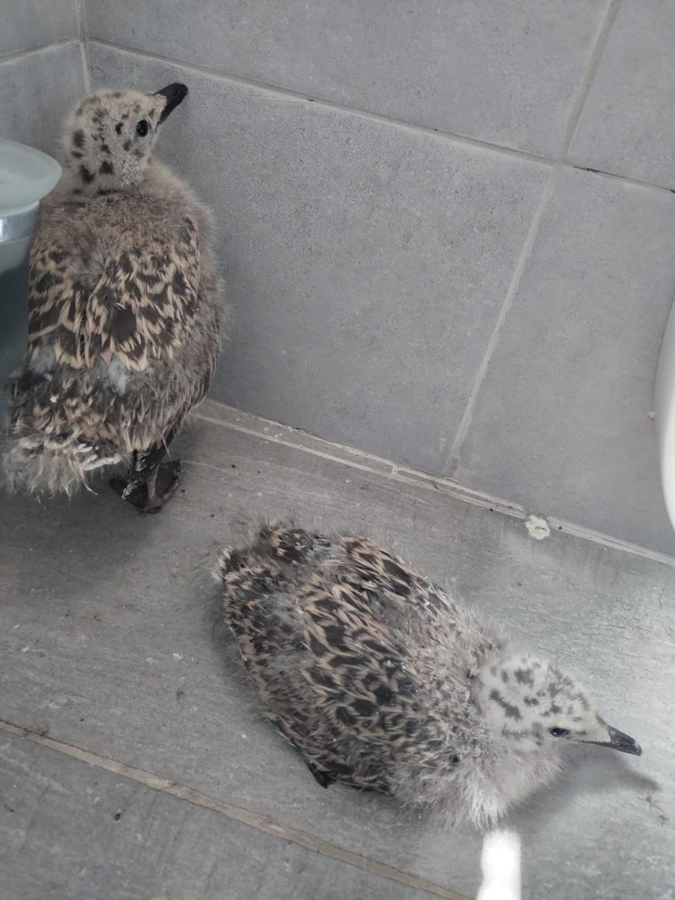 Doi pui de pescăruș au fost salvați în Sibiu, după ce au căzut într-un scoc al Primăriei în timp ce învățau să zboare 1071849