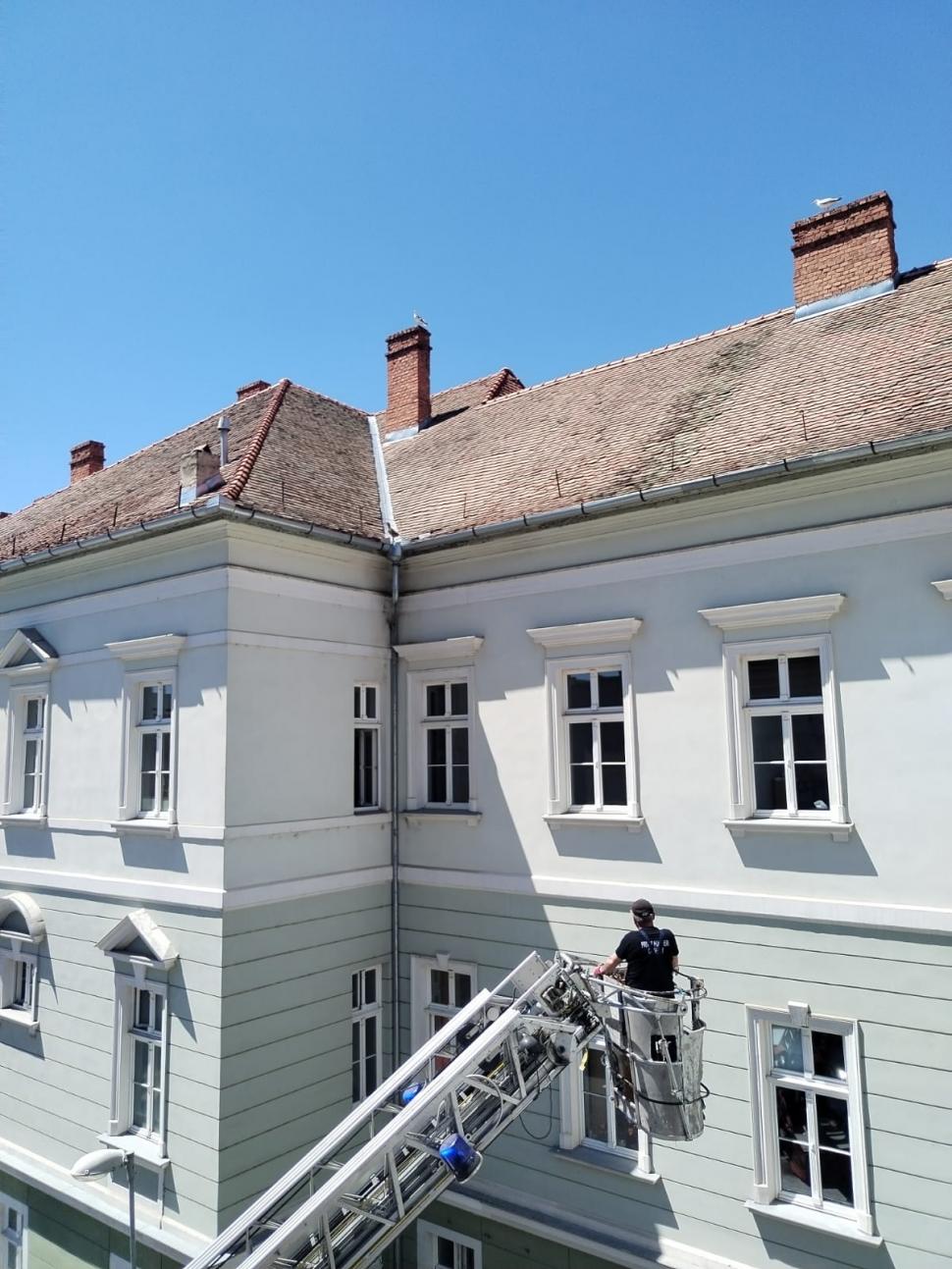 Doi pui de pescăruș au fost salvați în Sibiu, după ce au căzut într-un scoc al Primăriei în timp ce învățau să zboare 1071854