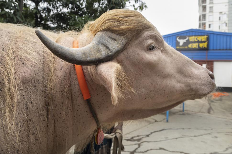 Celebritatea a făcut ca bivolul „Donald Trump” să scape cu viață. Cu câteva ore înainte să fie ucis, guvernul a intervenit 1072200