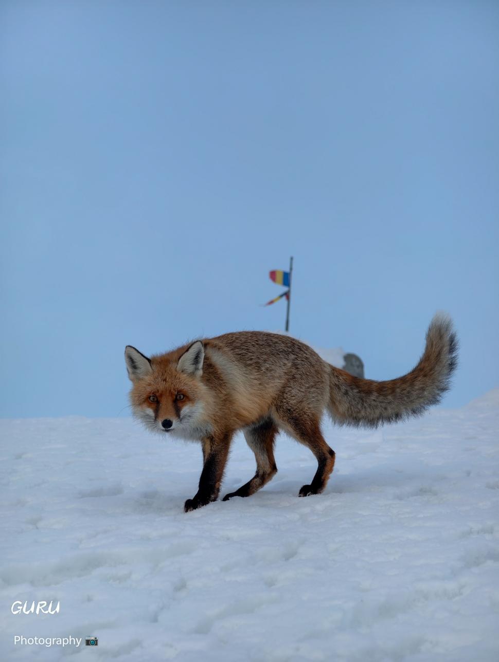 Omul de pe Omu. Povestea meteorologului care trăiește la peste 2.500 de metri, cu pisica Rodica și vulpea Foxy 1072592