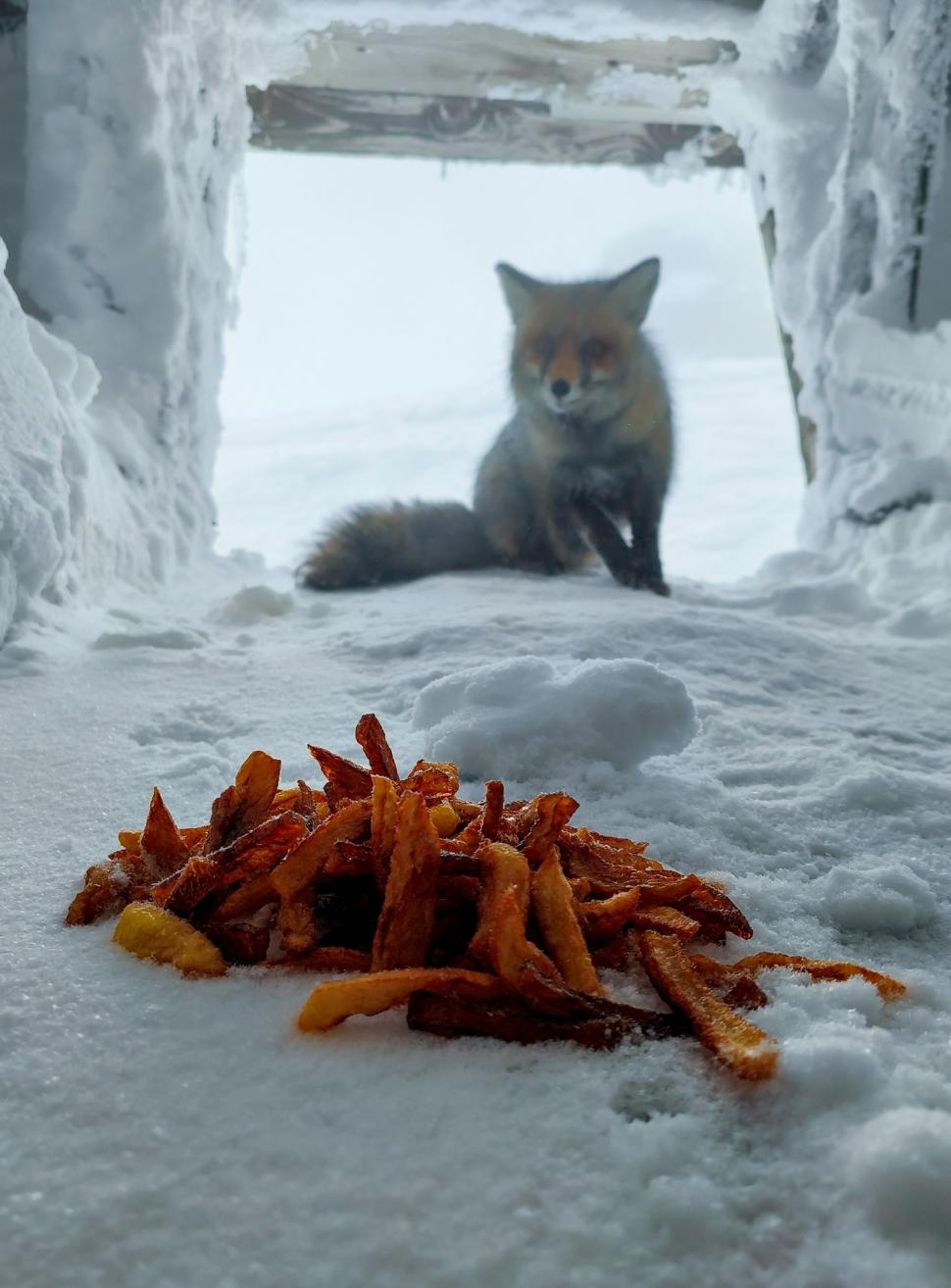 Omul de pe Omu. Povestea meteorologului care trăiește la peste 2.500 de metri, cu pisica Rodica și vulpea Foxy 1072605