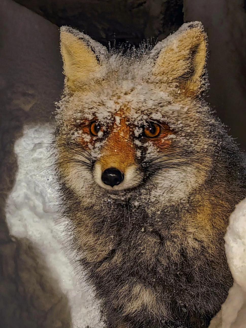 Omul de pe Omu. Povestea meteorologului care trăiește la peste 2.500 de metri, cu pisica Rodica și vulpea Foxy 1072609