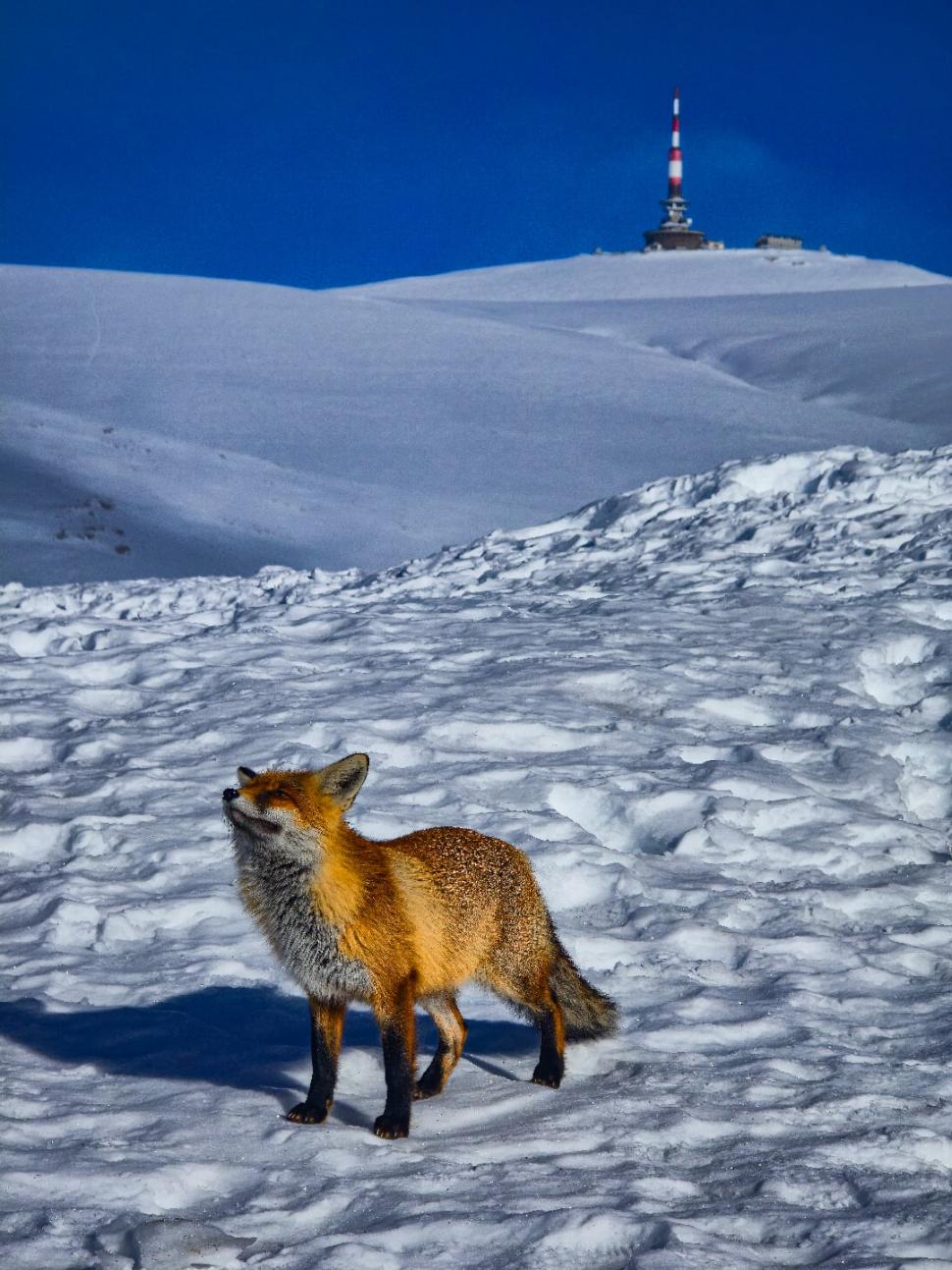 Omul de pe Omu. Povestea meteorologului care trăiește la peste 2.500 de metri, cu pisica Rodica și vulpea Foxy 1072611