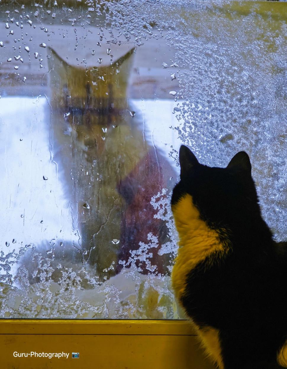 Omul de pe Omu. Povestea meteorologului care trăiește la peste 2.500 de metri, cu pisica Rodica și vulpea Foxy 1072614