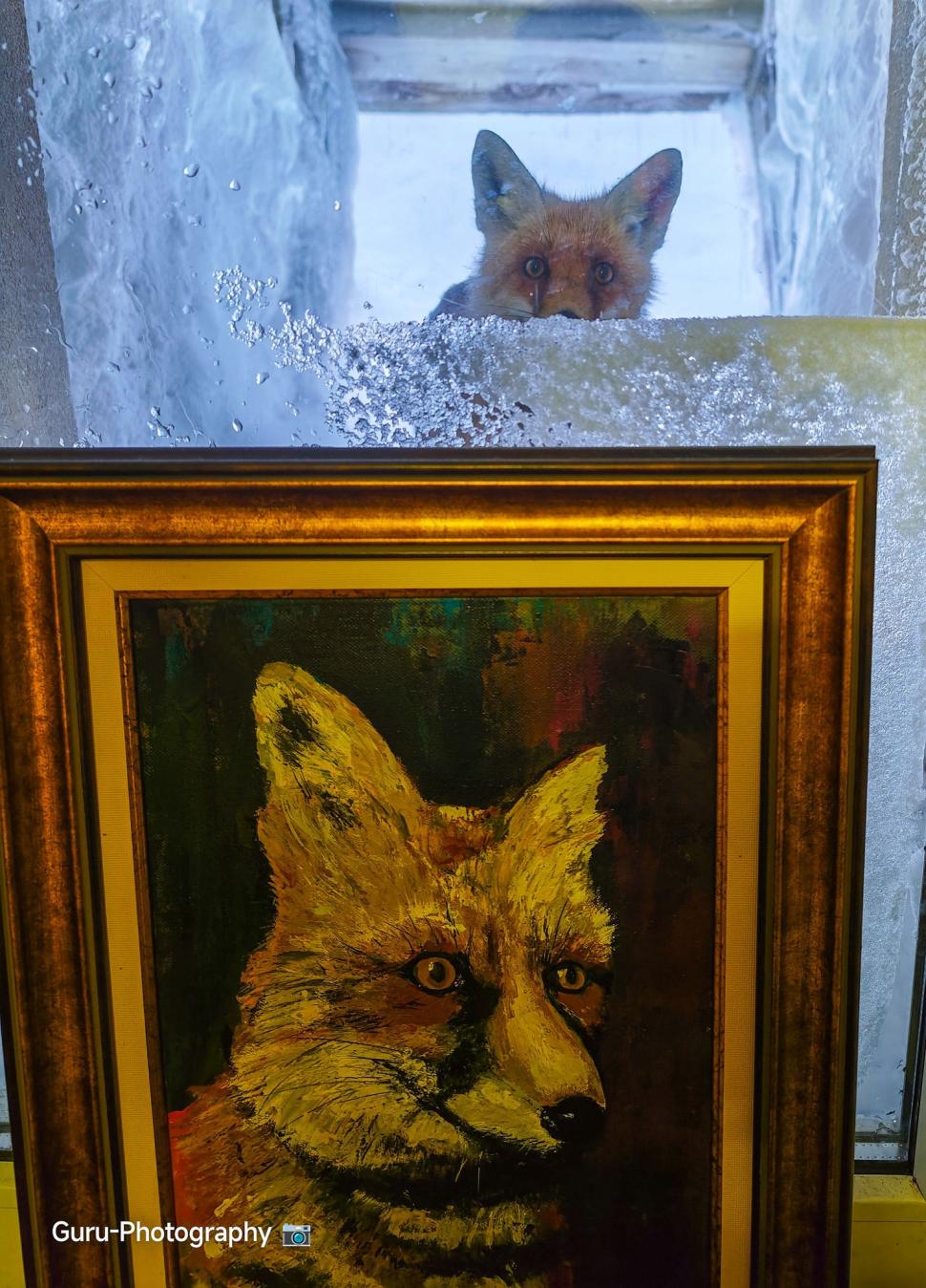 Omul de pe Omu. Povestea meteorologului care trăiește la peste 2.500 de metri, cu pisica Rodica și vulpea Foxy 1072617