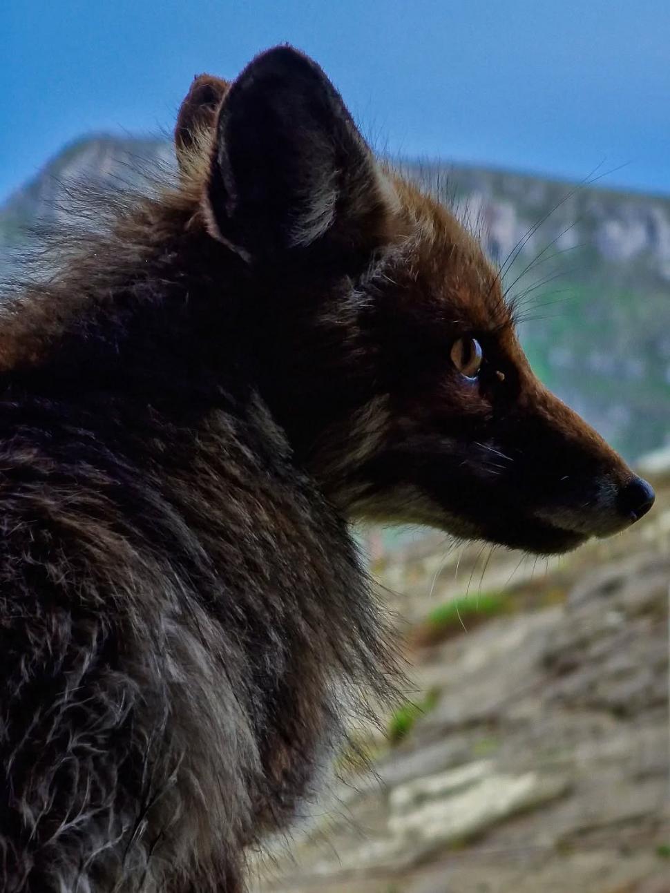 Omul de pe Omu. Povestea meteorologului care trăiește la peste 2.500 de metri, cu pisica Rodica și vulpea Foxy 1072623