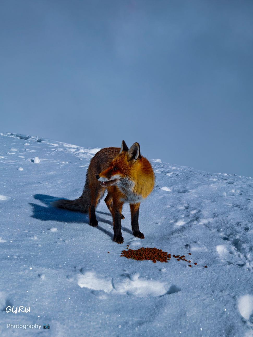 Omul de pe Omu. Povestea meteorologului care trăiește la peste 2.500 de metri, cu pisica Rodica și vulpea Foxy 1072630