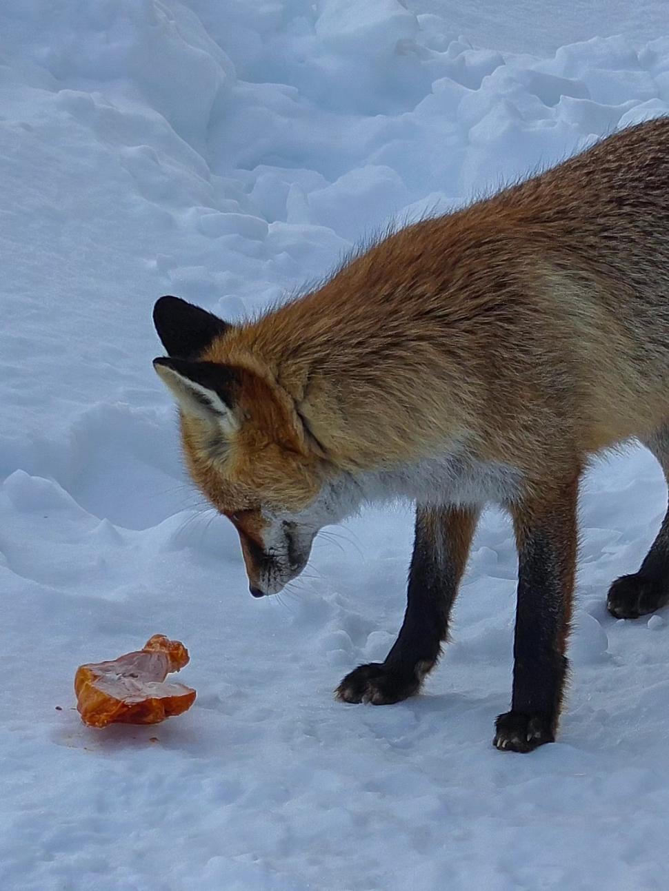 Omul de pe Omu. Povestea meteorologului care trăiește la peste 2.500 de metri, cu pisica Rodica și vulpea Foxy 1072636