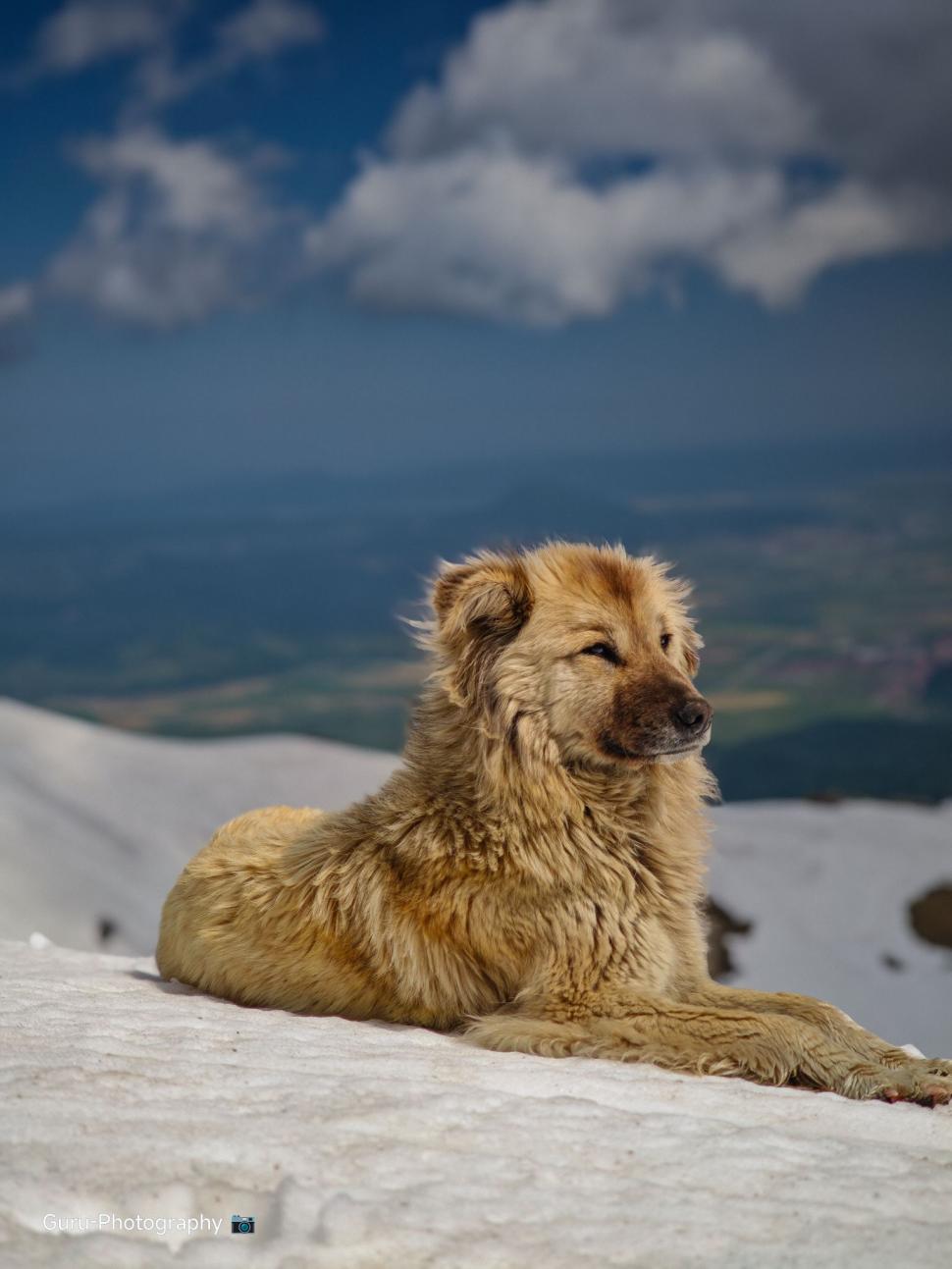 Omul de pe Omu. Povestea meteorologului care trăiește la peste 2.500 de metri, cu pisica Rodica și vulpea Foxy 1072653