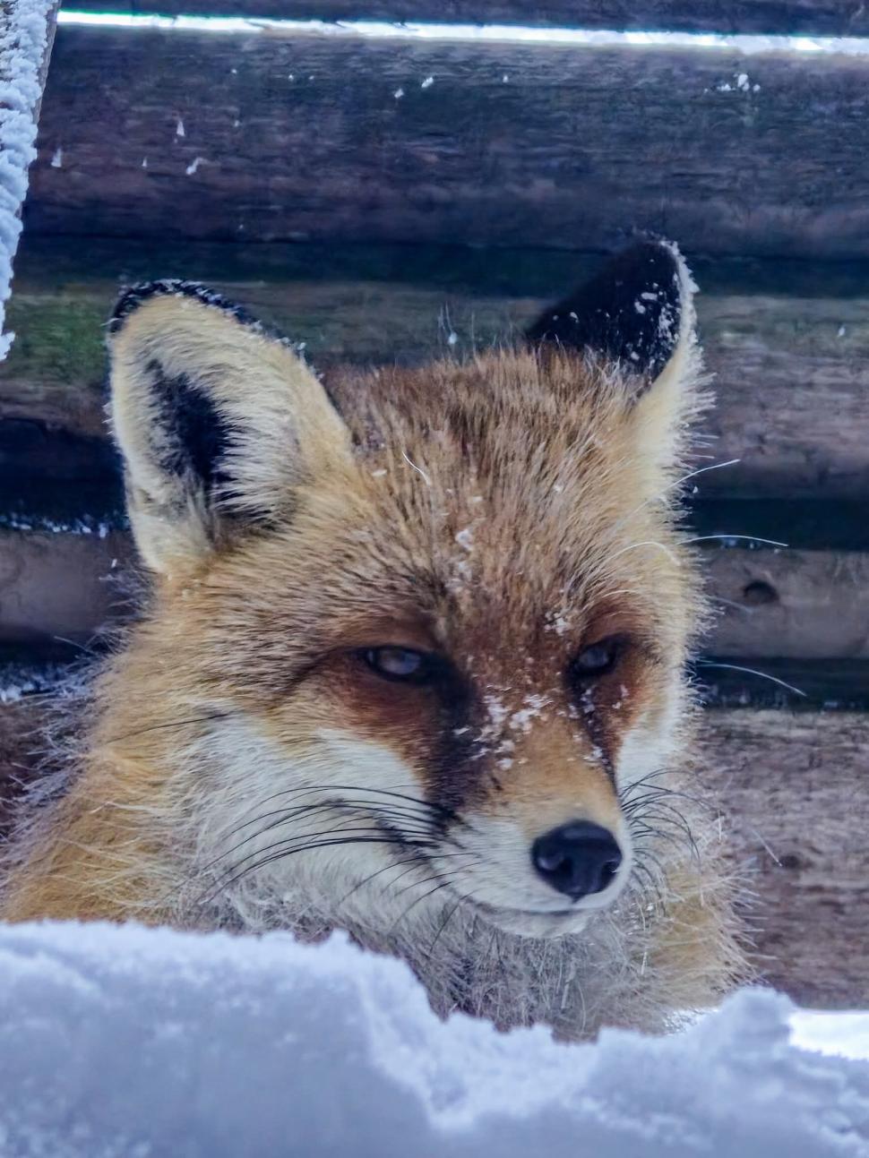 Omul de pe Omu. Povestea meteorologului care trăiește la peste 2.500 de metri, cu pisica Rodica și vulpea Foxy 1072660