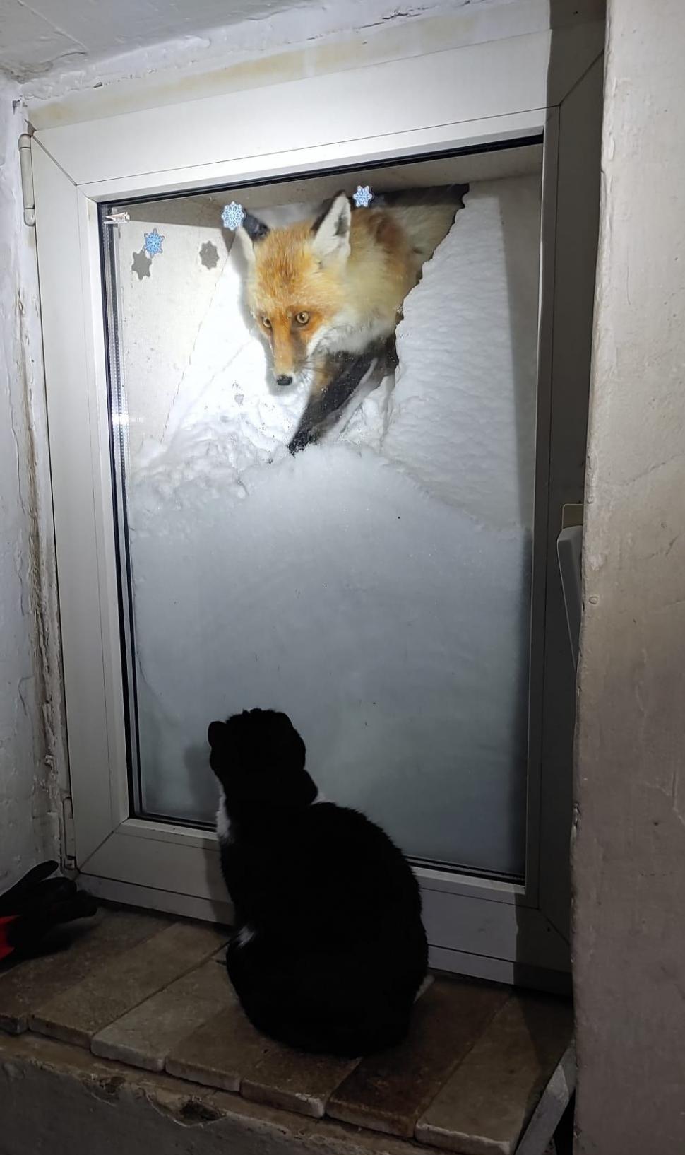 Omul de pe Omu. Povestea meteorologului care trăiește la peste 2.500 de metri, cu pisica Rodica și vulpea Foxy 1072671