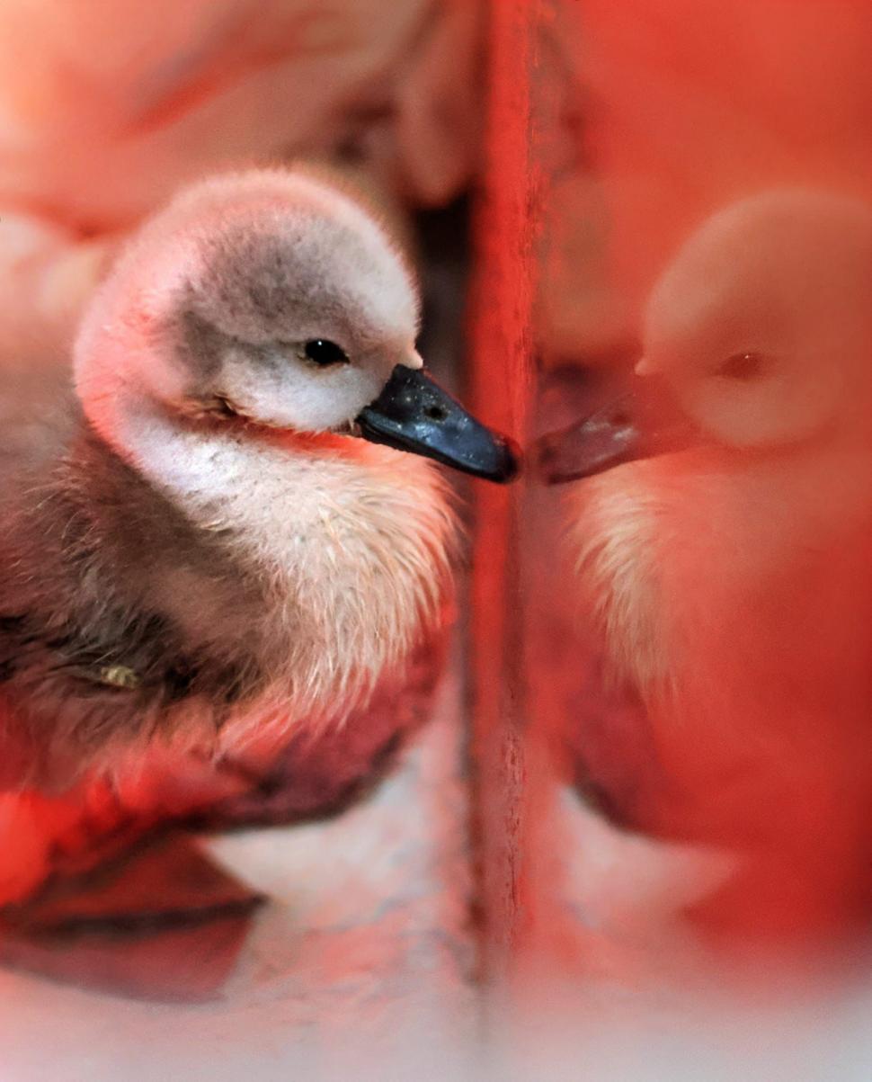 Până și puii de animale au fost sărbătoriți de Ziua Copilului. Mesajul simpatic transmis de „Visul Luanei” pentru vulpițe și arici  1073577