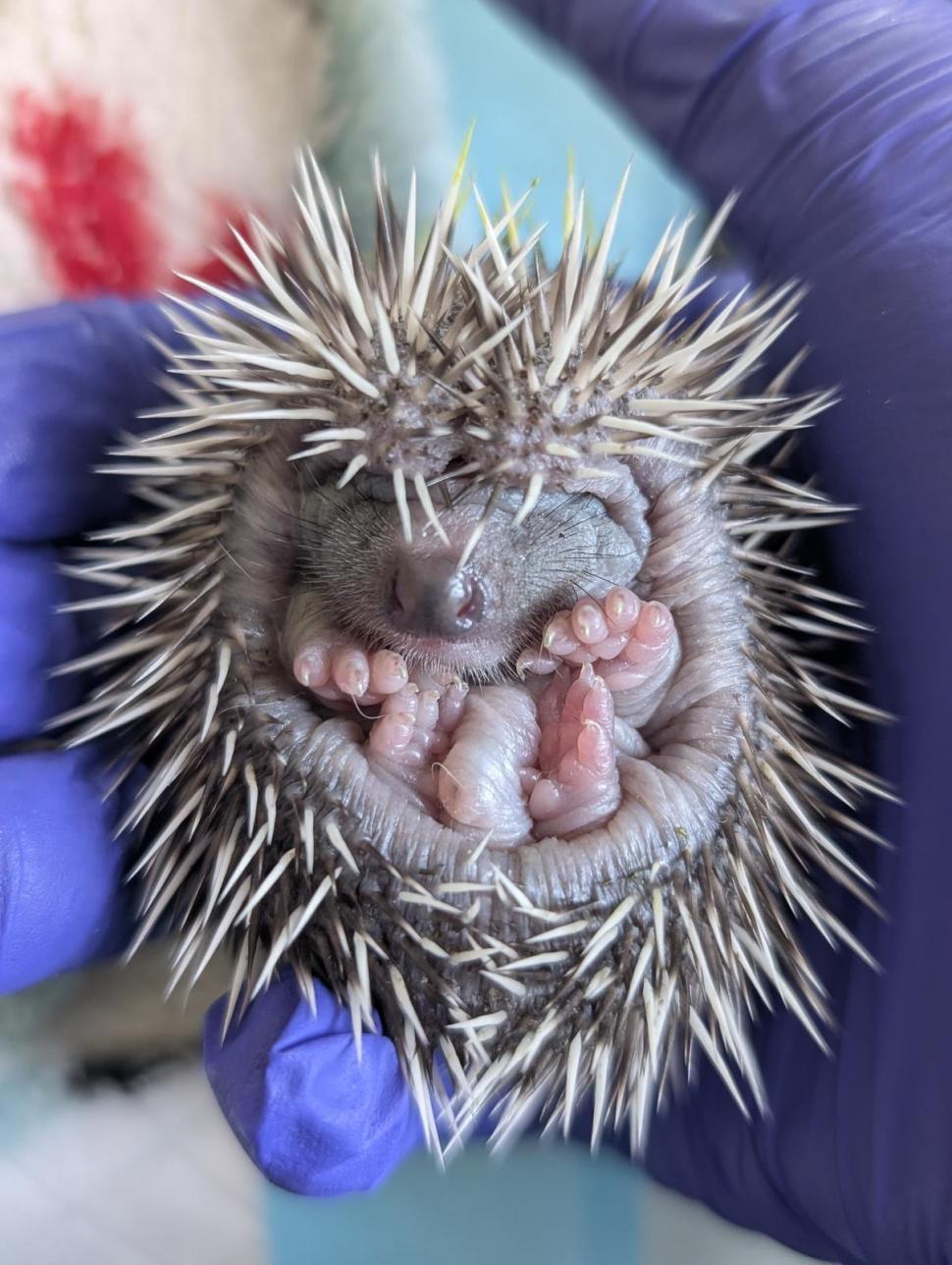 Până și puii de animale au fost sărbătoriți de Ziua Copilului. Mesajul simpatic transmis de „Visul Luanei” pentru vulpițe și arici  1073578