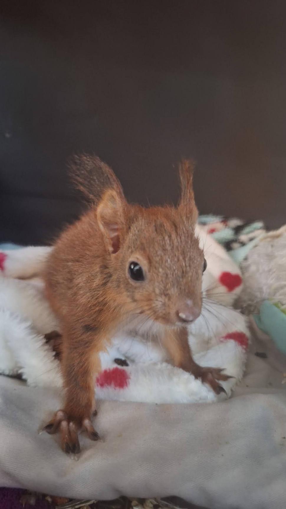 Până și puii de animale au fost sărbătoriți de Ziua Copilului. Mesajul simpatic transmis de „Visul Luanei” pentru vulpițe și arici  1073579