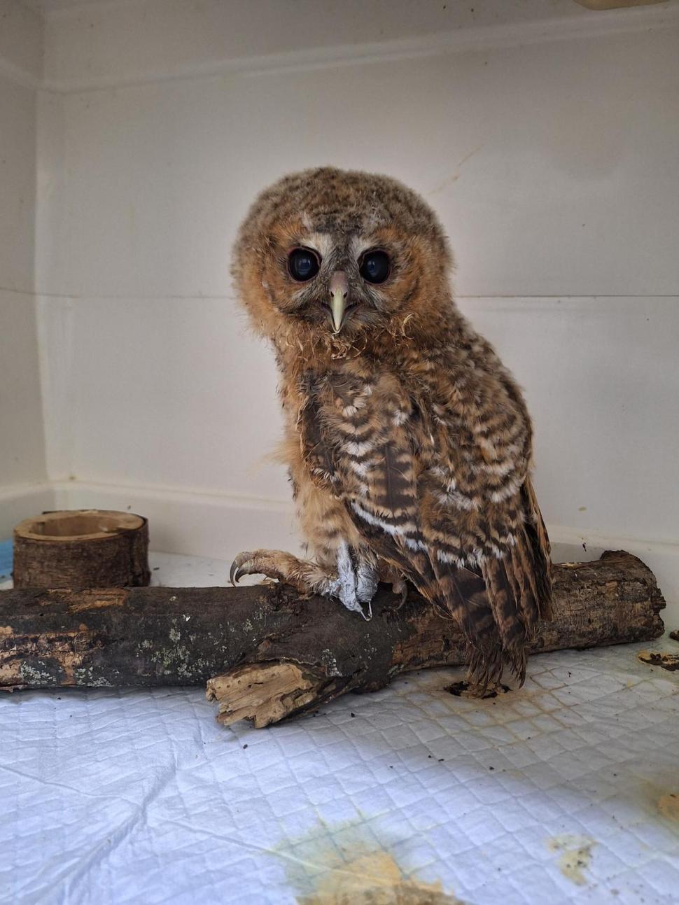 Până și puii de animale au fost sărbătoriți de Ziua Copilului. Mesajul simpatic transmis de „Visul Luanei” pentru vulpițe și arici  1073580