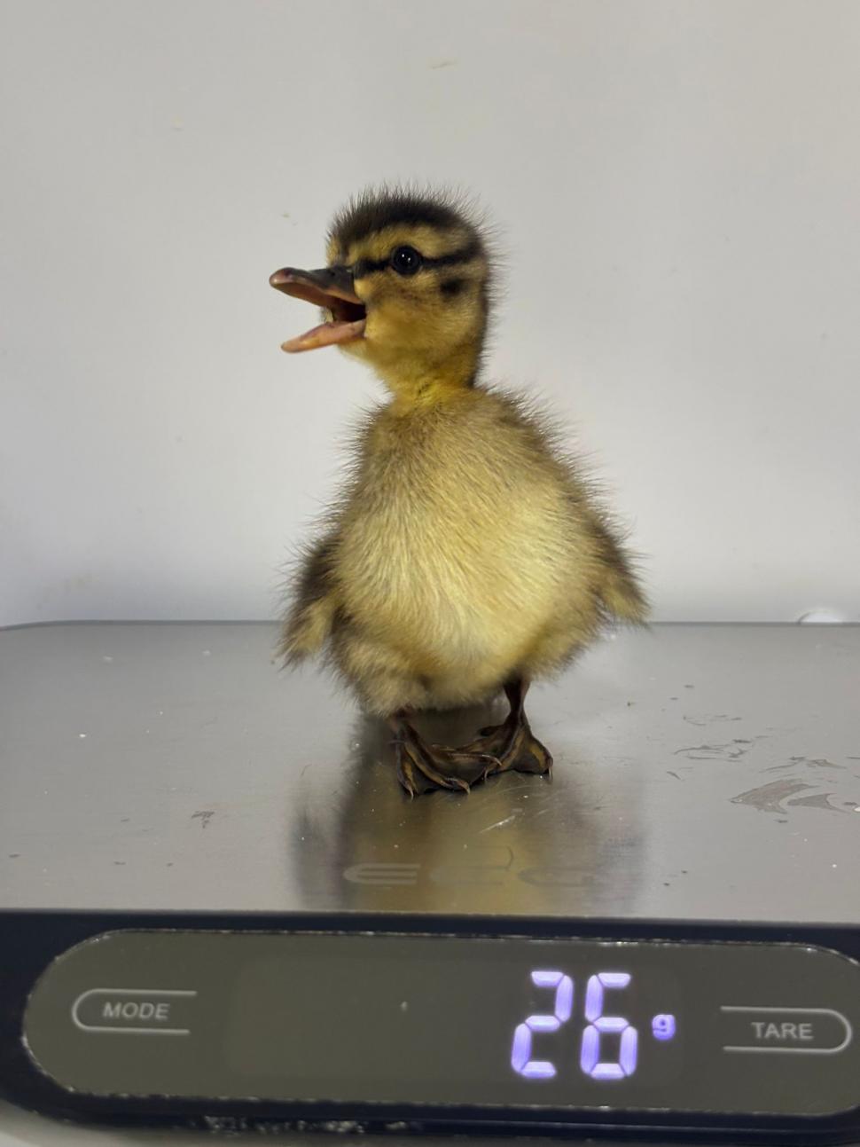 Până și puii de animale au fost sărbătoriți de Ziua Copilului. Mesajul simpatic transmis de „Visul Luanei” pentru vulpițe și arici  1073582