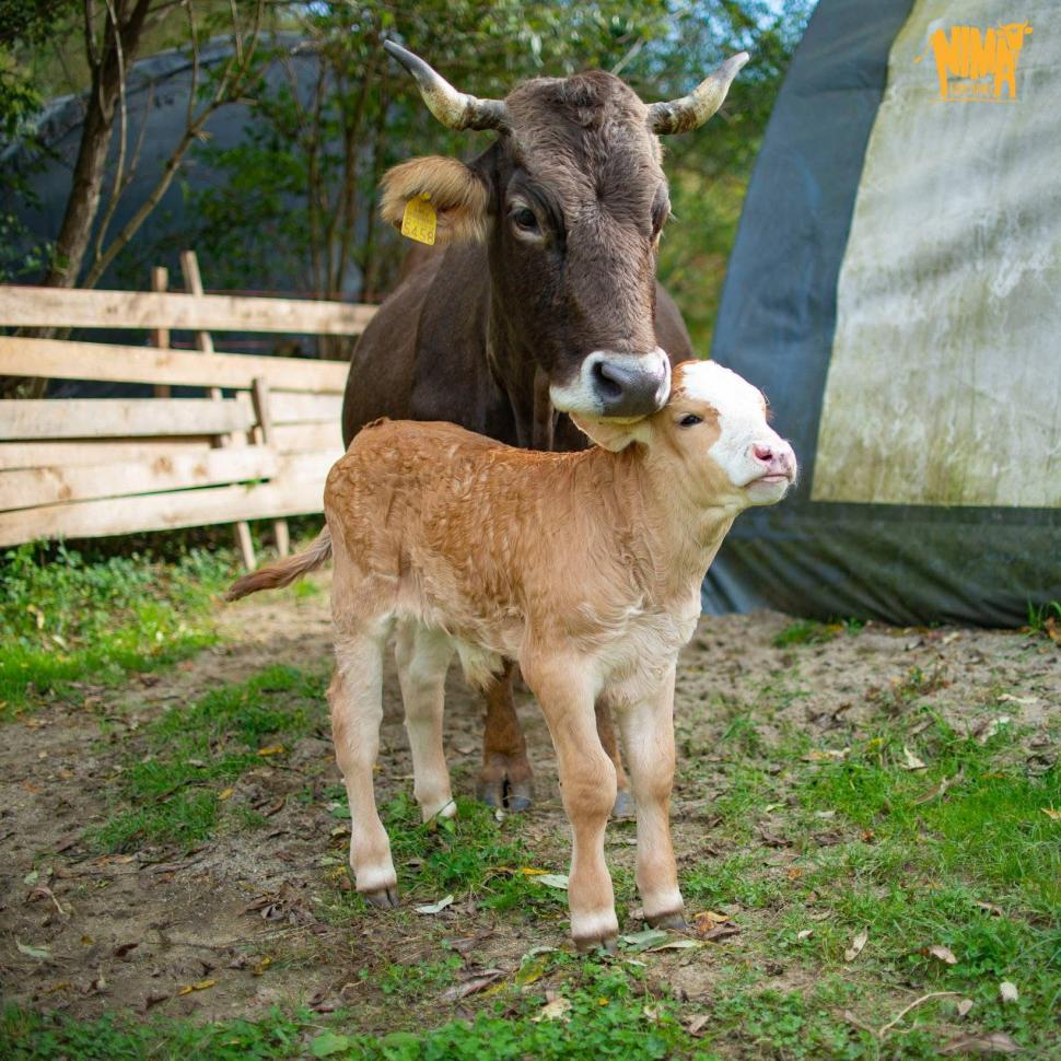 Până și puii de animale au fost sărbătoriți de Ziua Copilului. Mesajul simpatic transmis de „Visul Luanei” pentru vulpițe și arici  1073583