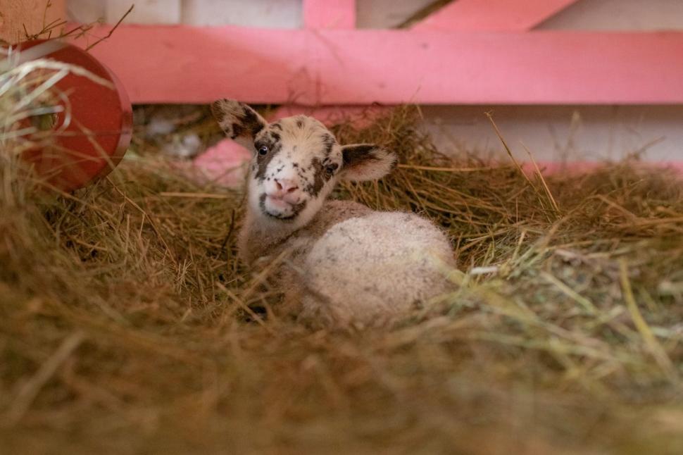 Până și puii de animale au fost sărbătoriți de Ziua Copilului. Mesajul simpatic transmis de „Visul Luanei” pentru vulpițe și arici  1073584