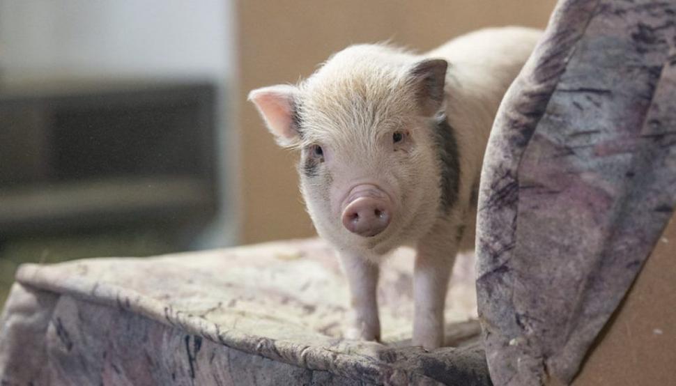 Până și puii de animale au fost sărbătoriți de Ziua Copilului. Mesajul simpatic transmis de „Visul Luanei” pentru vulpițe și arici  1073586