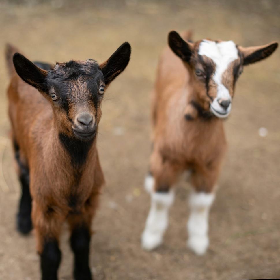 Până și puii de animale au fost sărbătoriți de Ziua Copilului. Mesajul simpatic transmis de „Visul Luanei” pentru vulpițe și arici  1073587