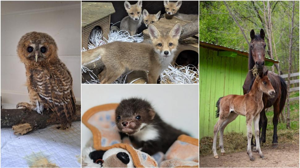 Până și puii de animale au fost sărbătoriți de Ziua Copilului. Mesajul simpatic transmis de „Visul Luanei” pentru vulpițe și arici  1073589