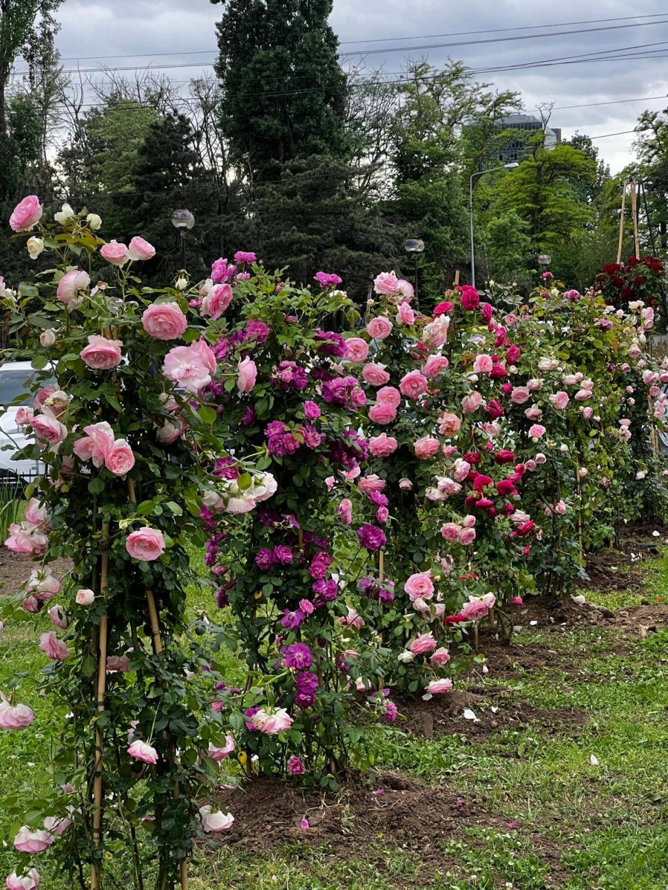 Primăria Bucureştiului acuză vandalizarea unui spaţiu verde din Parcul Herăstrău. "Am găsit trandafirii rupţi, tăiaţi" 1073412