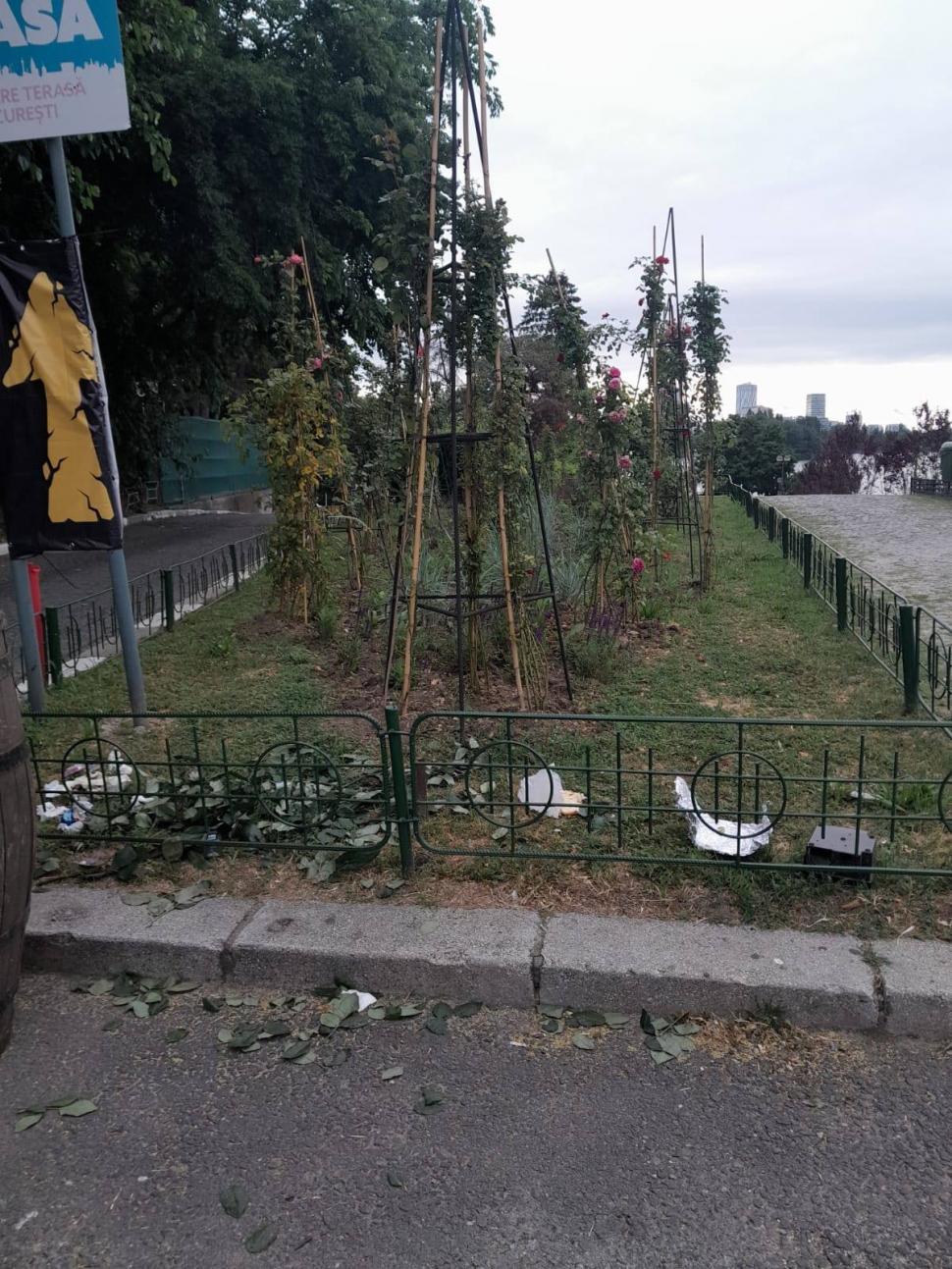 Primăria Bucureştiului acuză vandalizarea unui spaţiu verde din Parcul Herăstrău. "Am găsit trandafirii rupţi, tăiaţi" 1073413