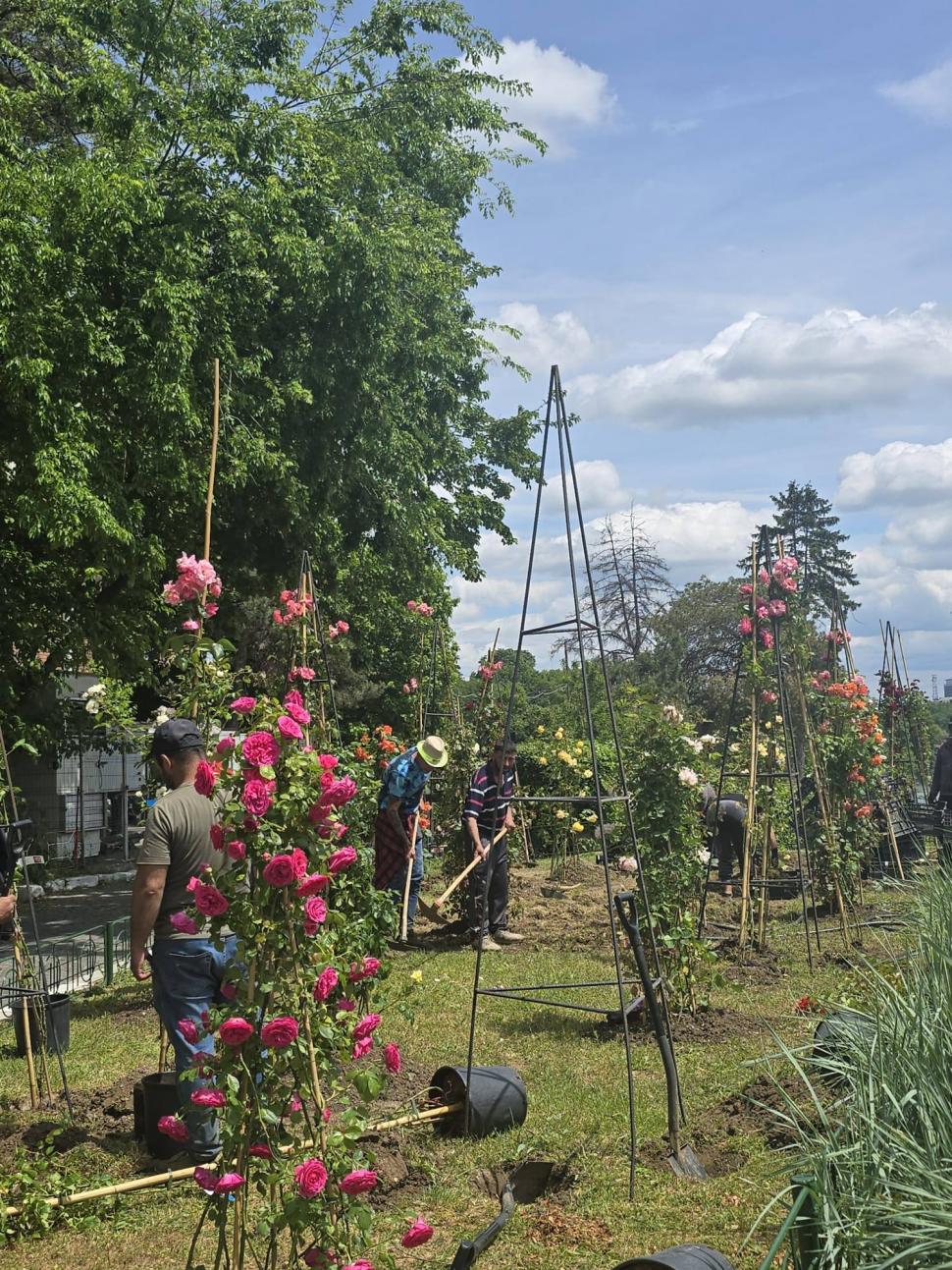 Primăria Bucureştiului acuză vandalizarea unui spaţiu verde din Parcul Herăstrău. "Am găsit trandafirii rupţi, tăiaţi" 1073414