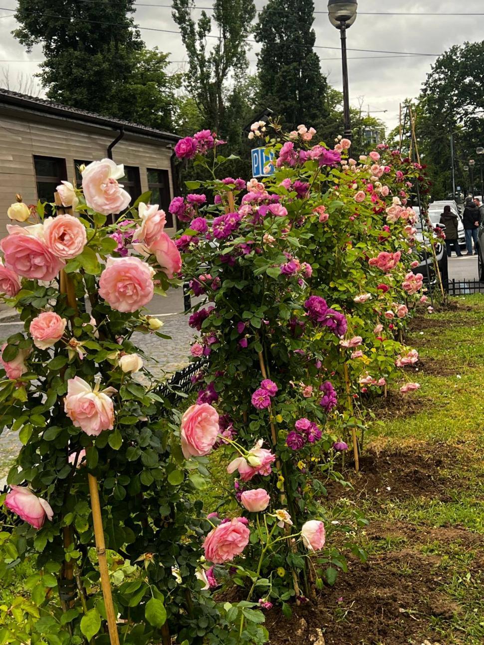 Primăria Bucureştiului acuză vandalizarea unui spaţiu verde din Parcul Herăstrău. "Am găsit trandafirii rupţi, tăiaţi" 1073415