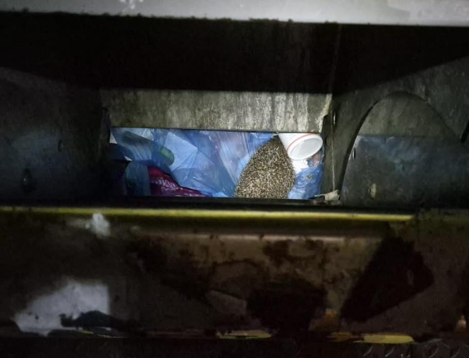 Situație revoltătoare în sectorul 3, un arici a fost găsit într-o pubelă. "Nu a intrat singur acolo. Animalele nu se aruncă la gunoi" 1073760